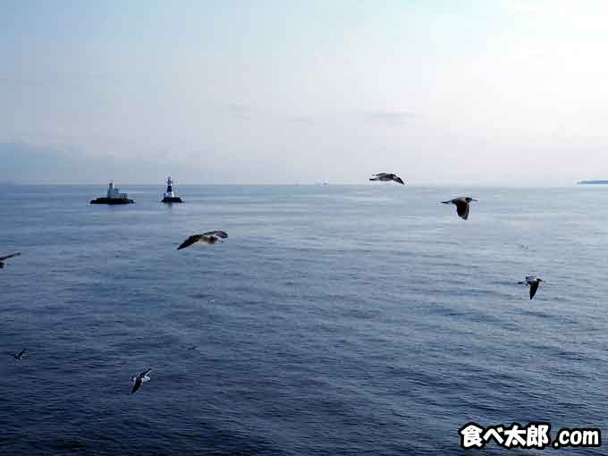 東京湾フェリーに連れ添って飛ぶウミネコ