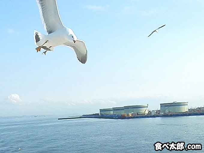 東京湾フェリーの展望デッキに接近するウミネコ