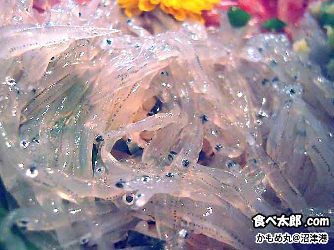 静岡県の沼津漁港にあるかもめ丸のぬまづ丼の生シラス
