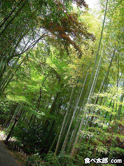 静岡県の修善寺にある竹林の小径