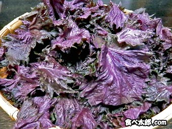 梅干しに使う赤紫蘇