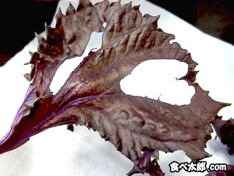 虫食いの赤紫蘇