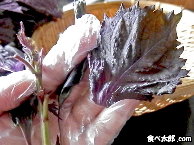 赤紫蘇の葉を摘む