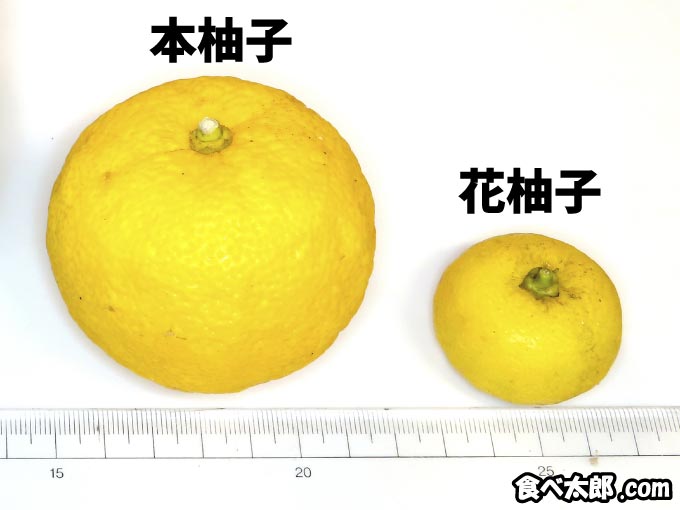 本柚子と花柚子の大きさの違い