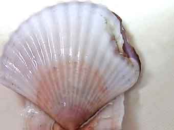 殻が変形している帆立稚貝