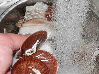 帆立稚貝をこすり洗い