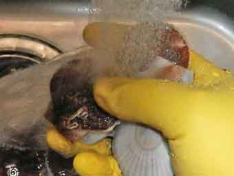 帆立稚貝を洗う時はゴム手袋を着用
