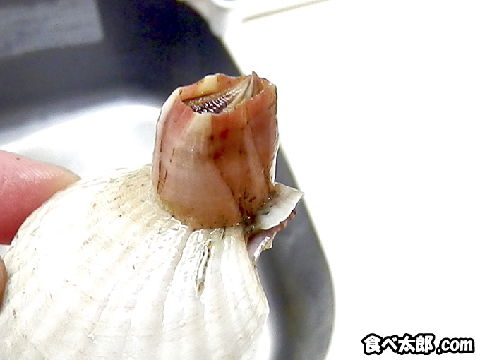 帆立稚貝に付く大きいフジツボ