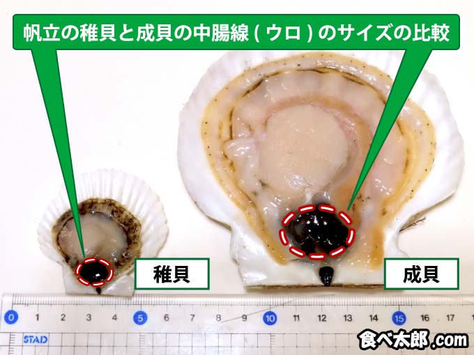 帆立稚貝と成貝のウロの大きさ