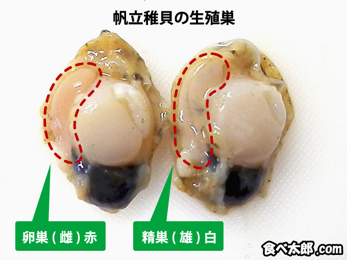帆立稚貝の雌雄の生殖巣（卵巣と精巣）