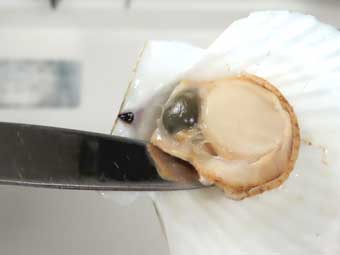 貝ベラで稚貝を殻から剥がす