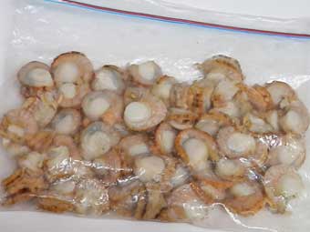 下処理した帆立稚貝の冷蔵保存