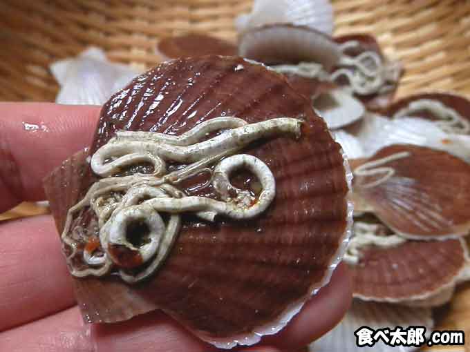 帆立稚貝に付くカサネカンザシの外郭