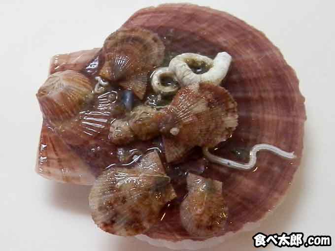 帆立稚貝に付く付着期の稚貝
