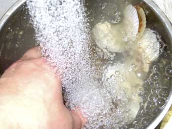 帆立稚貝を洗う