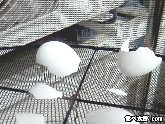 カリカリ小梅に使う卵を天日に干す