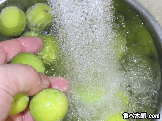 割り梅の甘露漬けに使う梅を洗う